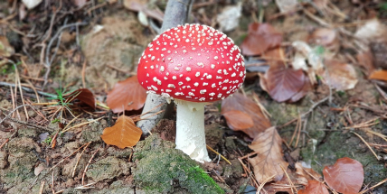 Otrava houbami: Poznáte příznaky a umíte dát první pomoc?