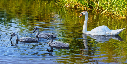 Ochránci přírody zahájili kroužkování letošních mláďat labutí