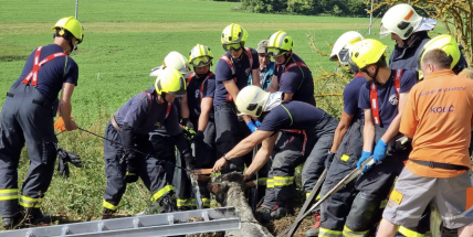 Ve smrtonosnou past se změnila odkrytá, částečně zaplavená jímka. Třem telatům hrozilo utonutí
