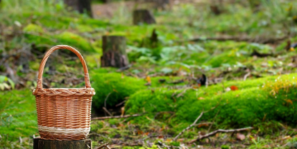 Houbařská sezona se zatím nevyvíjí dobře