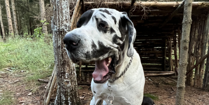 Psi budou registrováni v evidenci veterinární komory