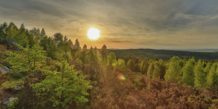 Zasaď si „svůj“ strom. Vojenské lesy zapojují veřejnost do obnovy krajiny v Brdech