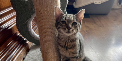 Lidé si z malého kotěte udělali fotbalový míč, říká předsedkyně Spolku pro kočku