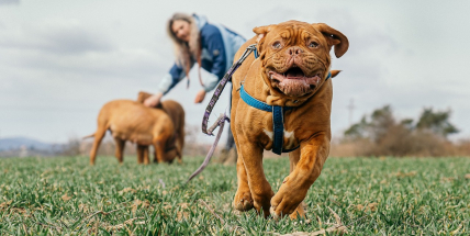 Máte doma pejska? Dejte mu pamlsek, má dnes svátek