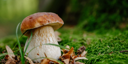 Nejlepší recepty z hub, které si zamilujete