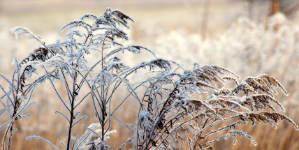 Teploty přes den mírně stoupnou, v noci hrozí přízemní mrazíky