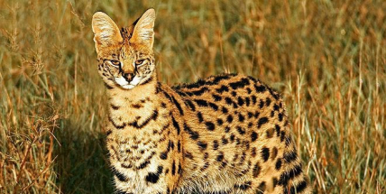 Chovateli v Praze utekl serval, šelma může být nebezpečná