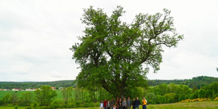 Titul Strom roku 2022 získala třísetletá hrušeň hnilička z Příbramska
