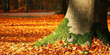 Dnes nastává podzimní rovnodennost a začíná astronomický podzim