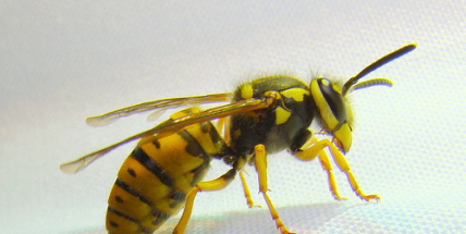 Záchranáři varují před bodnutím hmyzem