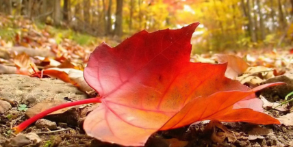 Jaký bude říjen? Meteorologové zveřejnili dlouhodobou předpověď