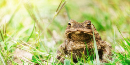 Zoolog: Kdo se podívá ropuše zblízka do očí, už o ní bude přemýšlet jinak