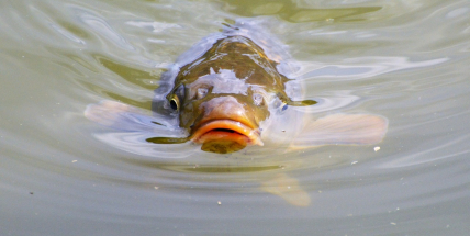 Třeboňští rybáři začnou lovit největší český rybník Rožmberk
