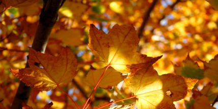 Rekordní teplotu naměřili meteorologové na devíti místech