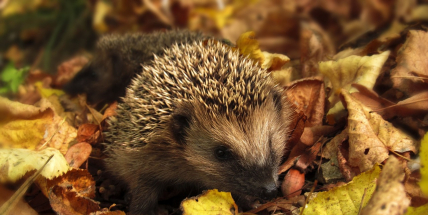 Lidé letos do záchranných stanic donesli skoro 3000 ježků, většinu zbytečně