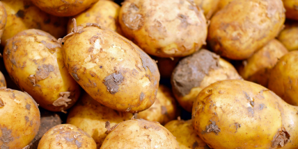 Kvůli růstu cen energií lze očekávat vyšší ceny brambor