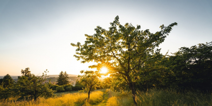 Revitalizace svatohorských sadů míří do finále