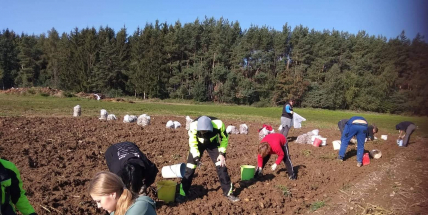 Kolektiv březnických studentů tmelí proslulé bramborové brigády