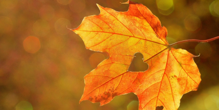 V týdnu se udrží nadprůměrné teploty, tvořit se budou mlhy a místy zaprší