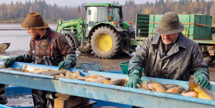 Z Padrťského rybníka rybáři vedle kaprů vylovili i velké štiky a candáty