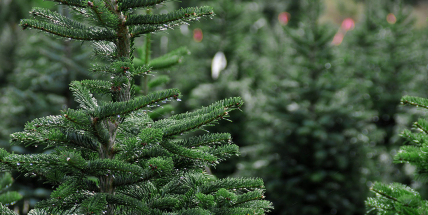 Lesy ČR darují dětem vánoční stromky