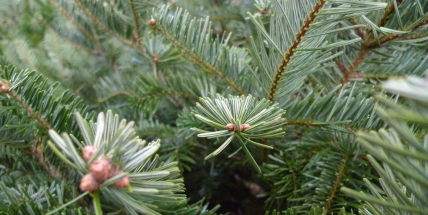 Pěstitelé vánočních stromků letos zdraží asi o deset procent