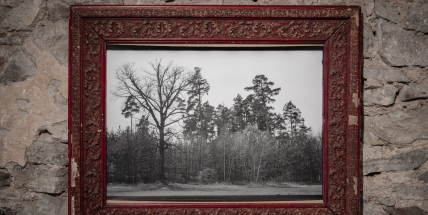 Tahy větví připomínají kaligrafickou kresbu, říká fotografka Tereza Kabůrková