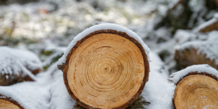 Přežrané kočky, husté pavučiny, vysoké krtince. Zeptejte se přírody, jaká bude zima