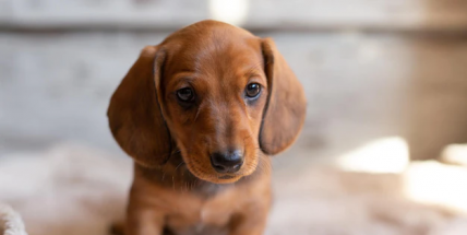 Podvodníci připravili muže při nákupu jezevčíka přes internet o 100.000 Kč