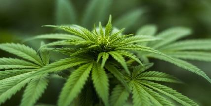 Většina lidí by zmírnila zákony o držení a pěstování konopí