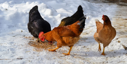 Veterináři zakázali od středy na celém území ČR venkovní chov drůbeže