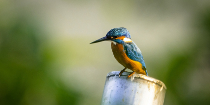 Už v pátek se můžete zapojit do národního pozorování a sčítání ptáků