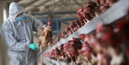 Sedlčanská farma Druhaz, v níž se objevila ptačí chřipka, chce co nejrychleji obnovit chov