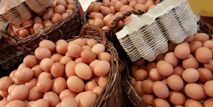 Lidé se nemusí bát kvůli ptačí chřipce jíst drůbeží maso a vejce
