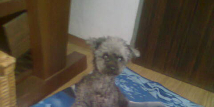 Čtenářka našla u Drkolnova pudla, nechybí někomu?