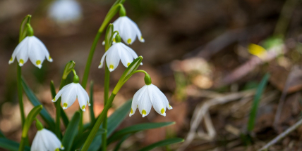 Třetina meteorologických stanic hlásí teplotní rekordy, místy bylo 12 stupňů