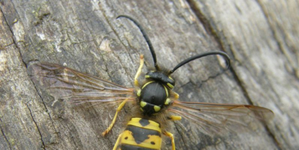 Třicetiletý muž zemřel na Orlíku po bodnutí vosy