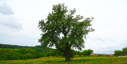 Začalo hlasování o Evropský strom roku, Česko reprezentuje hrušeň z Příbramska