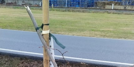 Vandal na Dobříši poškodil několik lip, město bude lokality monitorovat