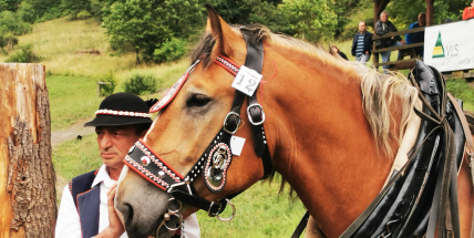 Na cenu hejtmanky Středočeského kraje byl nominován i kočí z Brd, který propaguje práci koní v lese