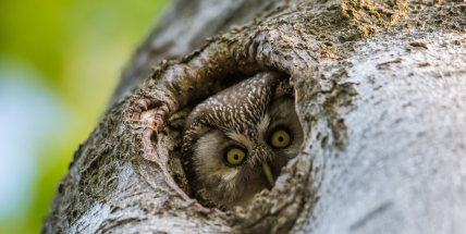 Vojenské lesy zvou do Brd na noční výpravu za sovím houkáním