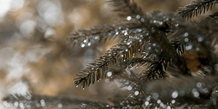 Celý týden bude oblačný, se sněžením i deštěm.