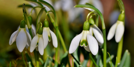 Jaké bude počasí do konce března? Meteorologové zveřejnili dlouhodobou předpověď