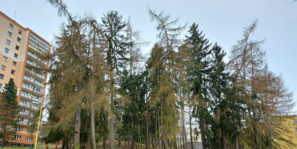 Začala revitalizace lesíku na Čertově pahorku