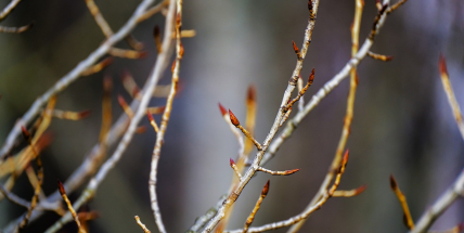 V pátek nás navnadí jaro, o víkendu se vrátí zima
