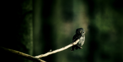 Brdská výprava za sovami měla úspěch, Vojenská lesy přidávaly čtyři termíny