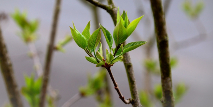 Jaké bude počasí do konce března a začátkem dubna? Meteorologové zveřejnili dlouhodobou předpověď