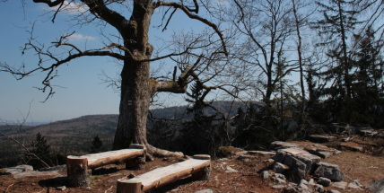 Vojenské lesy začaly v okolí brdského Kloboučku měnit monokultury na pestré lesy