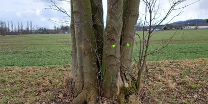 Náletové dřeviny na části Svatojakubské cesty brzy nahradí ovocné stromy