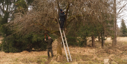 Vojenské lesy na Padrtích roubují ovocné stromy ze zaniklých brdských obcí